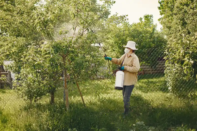 Technician in hat and mask spraying garden trees